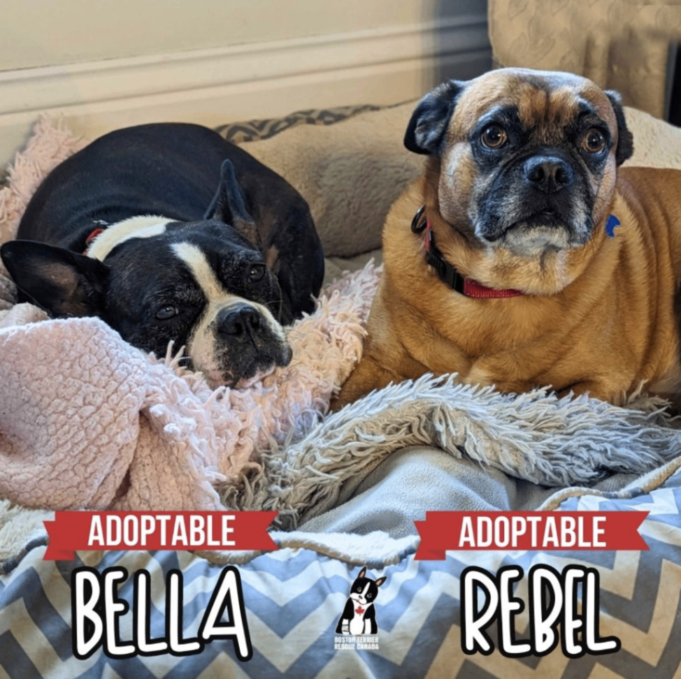 BELLA, a Adopted Boston Terrier in Waterloo, ON image 3/5