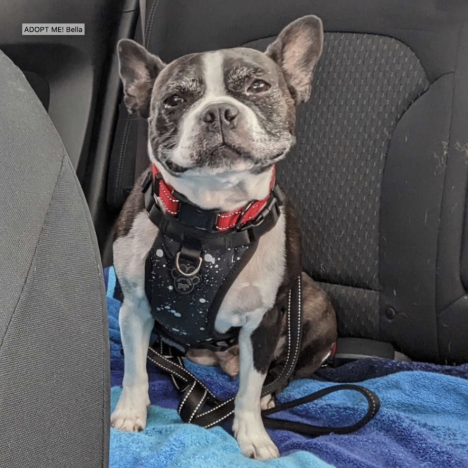BELLA, a Adopted Boston Terrier in Waterloo, ON image 4/5