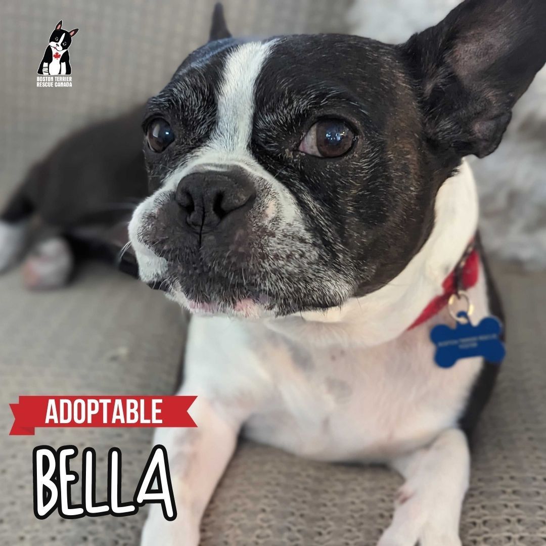 BELLA, a Adopted Boston Terrier in Waterloo, ON image 5/5