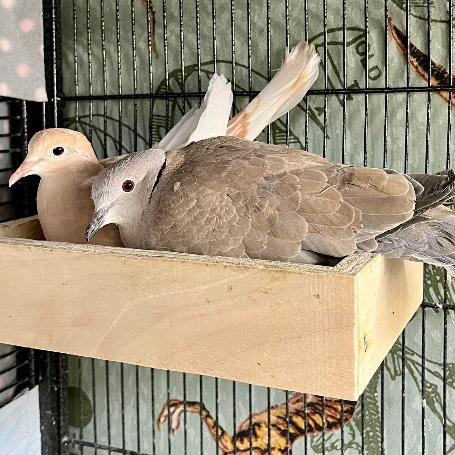 Enlarge Molokai & Dreamsicle (married couple), a Adoptable Dove in Chicago, IL image 2/3