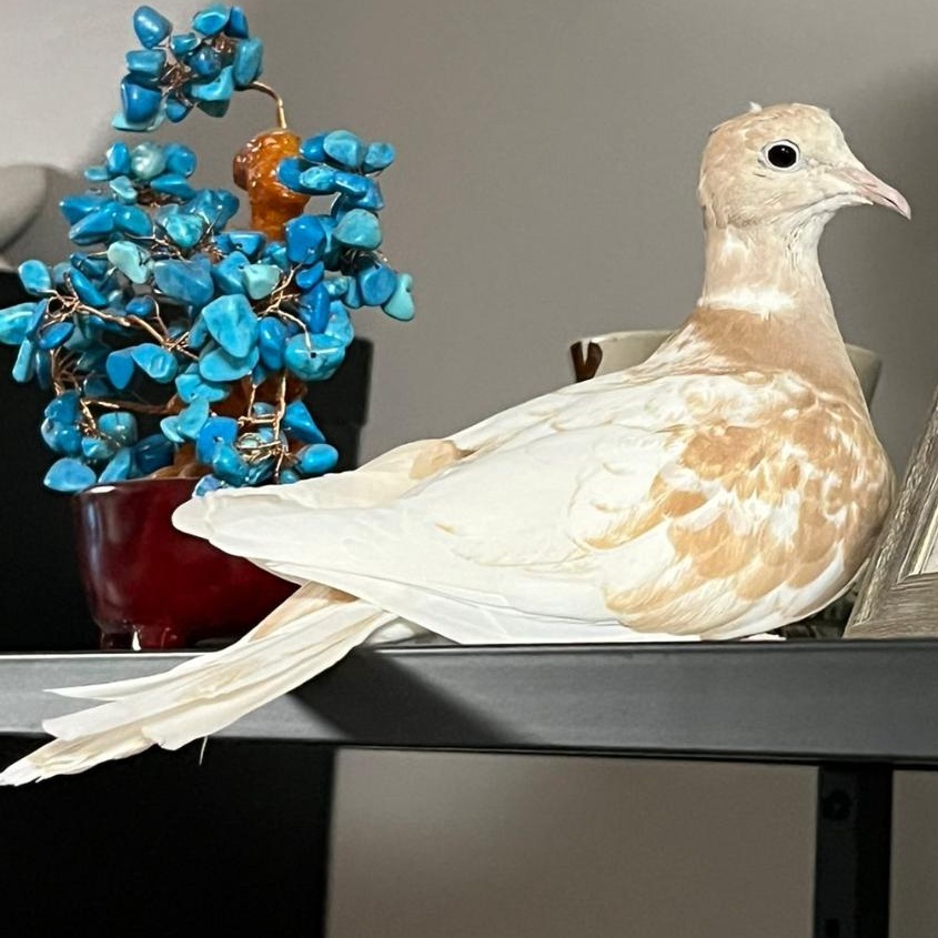 Molokai & Dreamsicle (married couple), Adoptable, Adult Unknown Dove.
