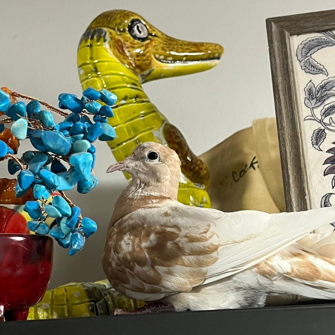 Enlarge Molokai & Dreamsicle (married couple), a Adoptable Dove in Chicago, IL image 3/3