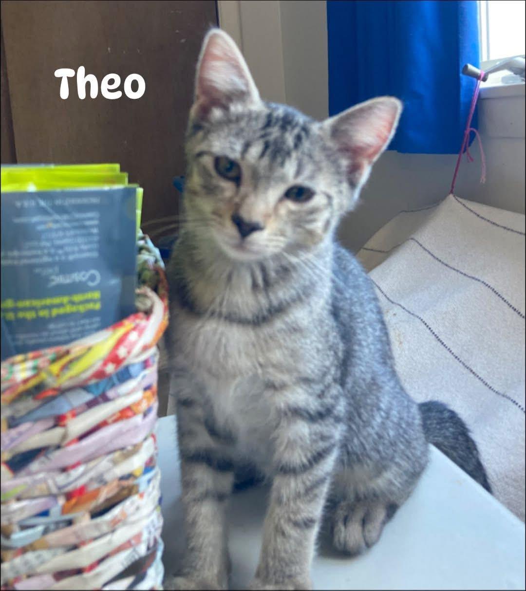 Theo, ADOPTABLE, Kitten Male Domestic Short Hair.