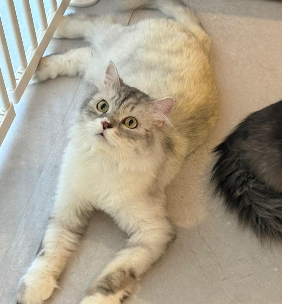 Anbar - Rouzbeh Karim & Dorsa, adopted, Young Male Siberian & Himalayan.