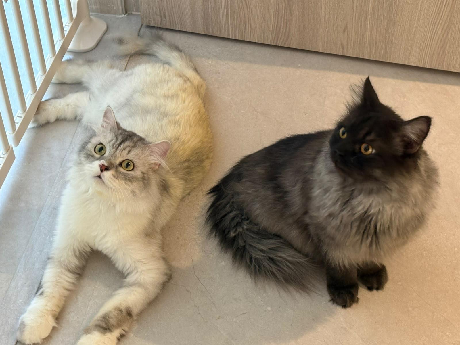 Enlarge Anbar - Rouzbeh Karim & Dorsa, an adopted mixed breed in Brampton, ON image 3/4