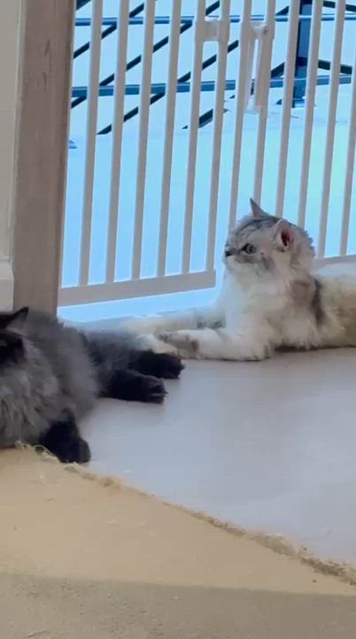 Enlarge Anbar - Rouzbeh Karim & Dorsa, an adopted mixed breed in Brampton, ON video 4/4