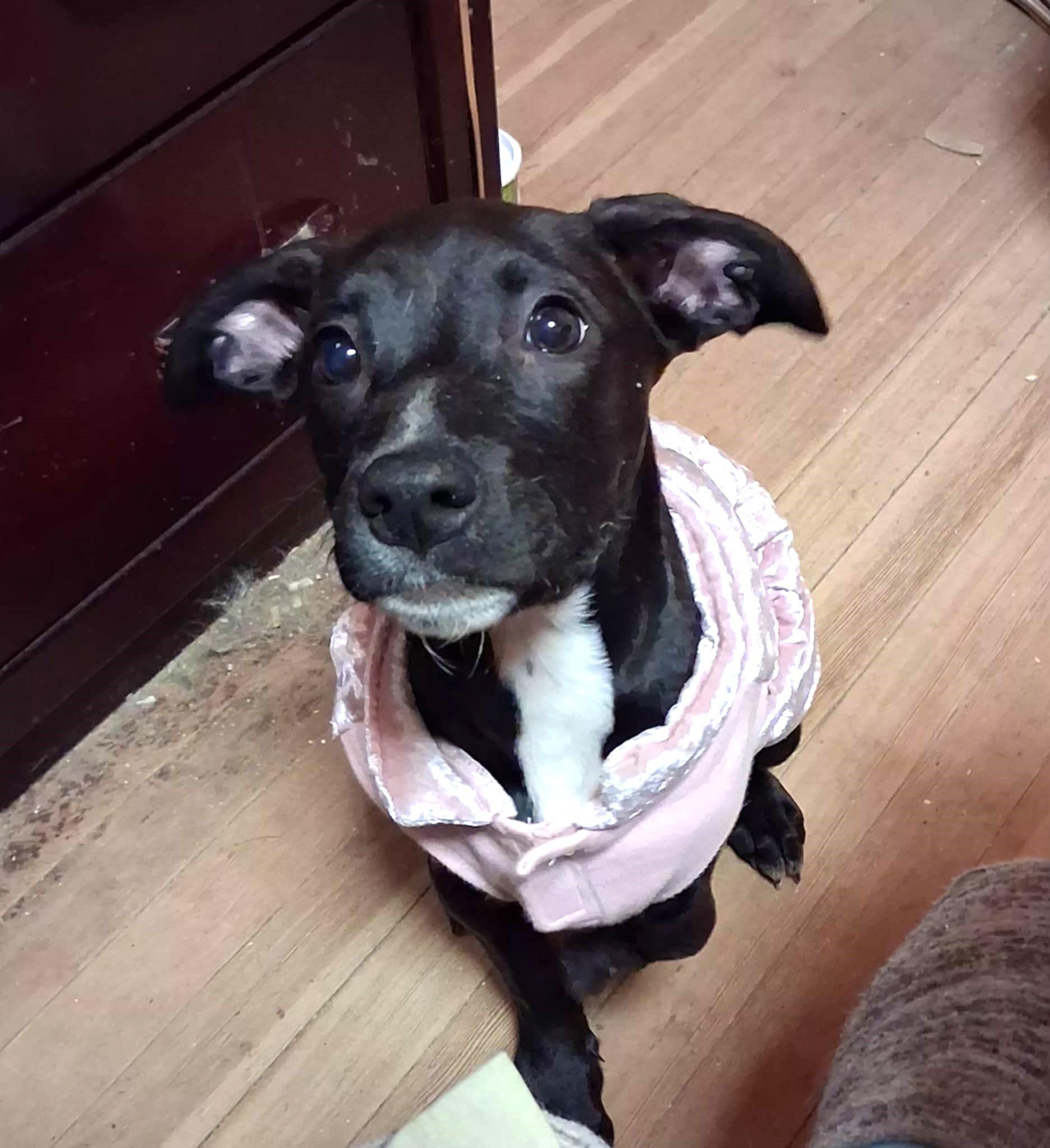 Nemo, an adopted mixed breed in Lewiston, ID image 1/3