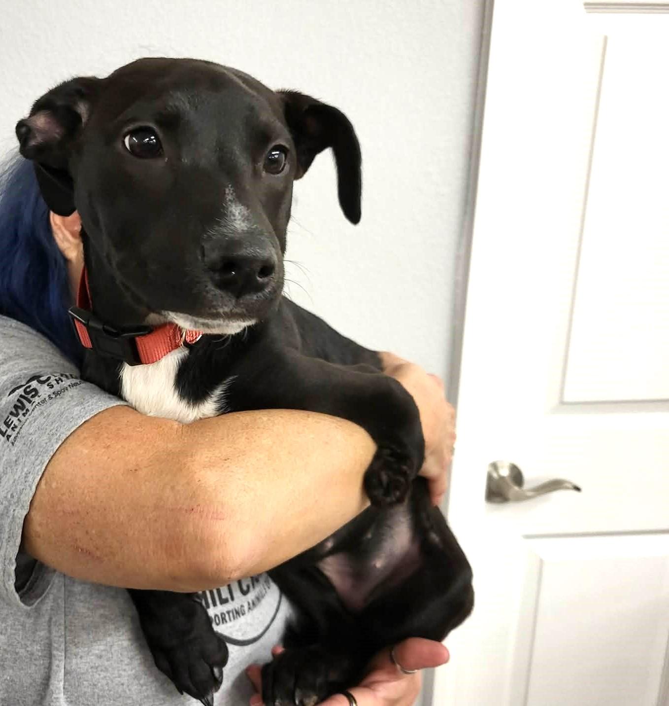 Nemo, an adopted mixed breed in Lewiston, ID image 2/3
