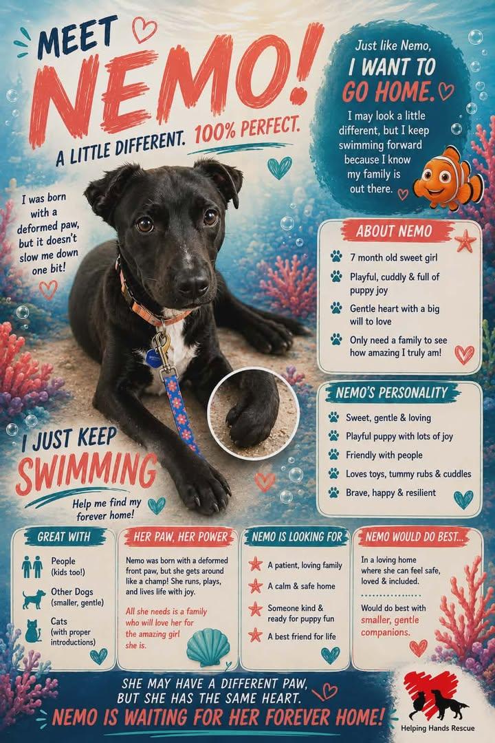 Nemo, an adopted mixed breed in Lewiston, ID image 3/3