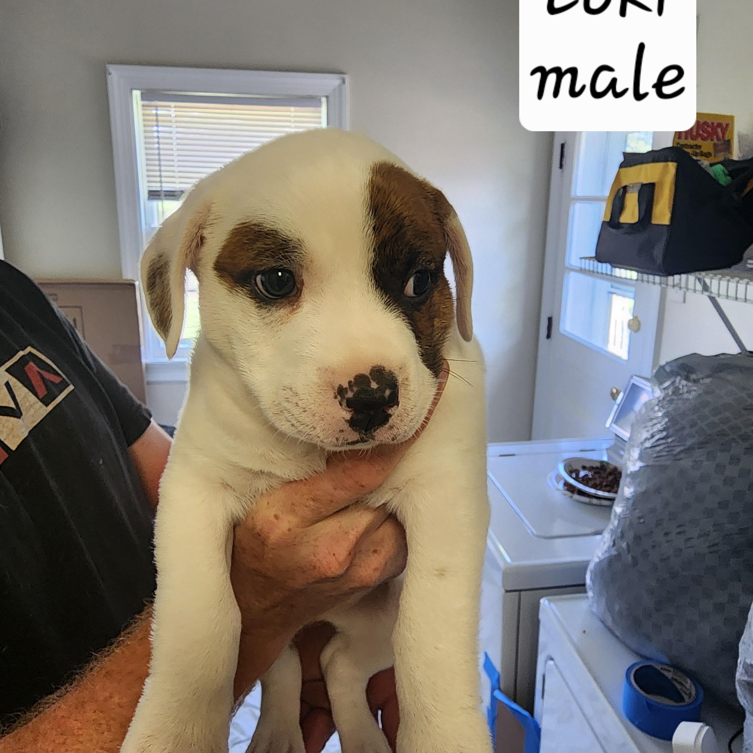 Loki, Baby Male American Staffordshire Terrier