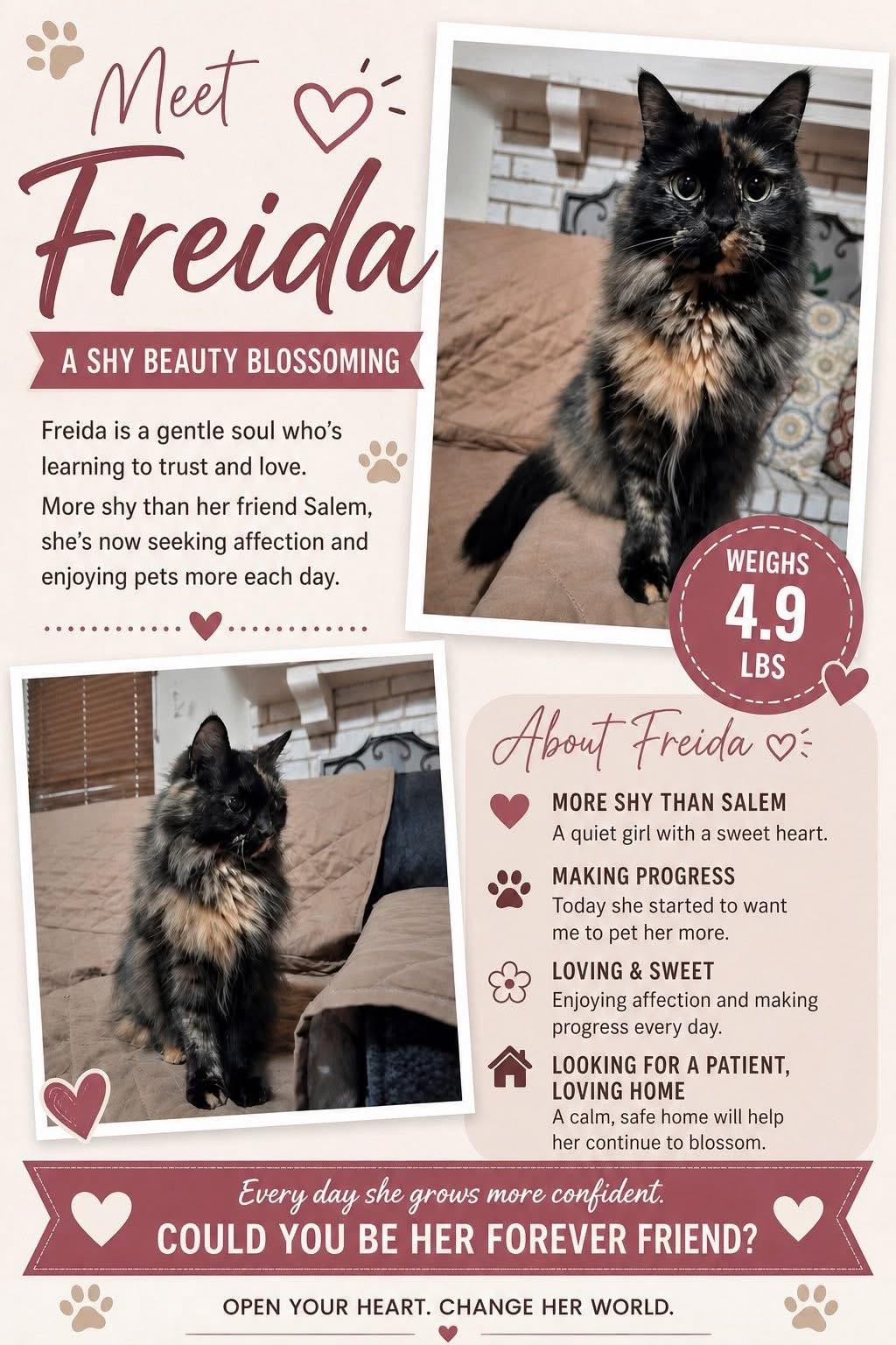 Enlarge Freida, a Adoptable Tortoiseshell in San Antonio, TX image 1/1