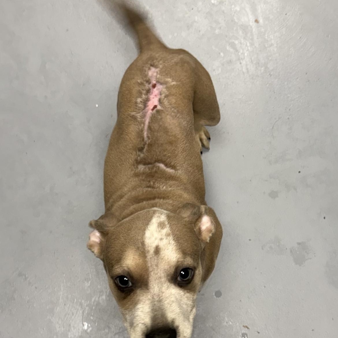 Enlarge Kiki, an adopted mixed breed in Kannapolis, NC image 4/6