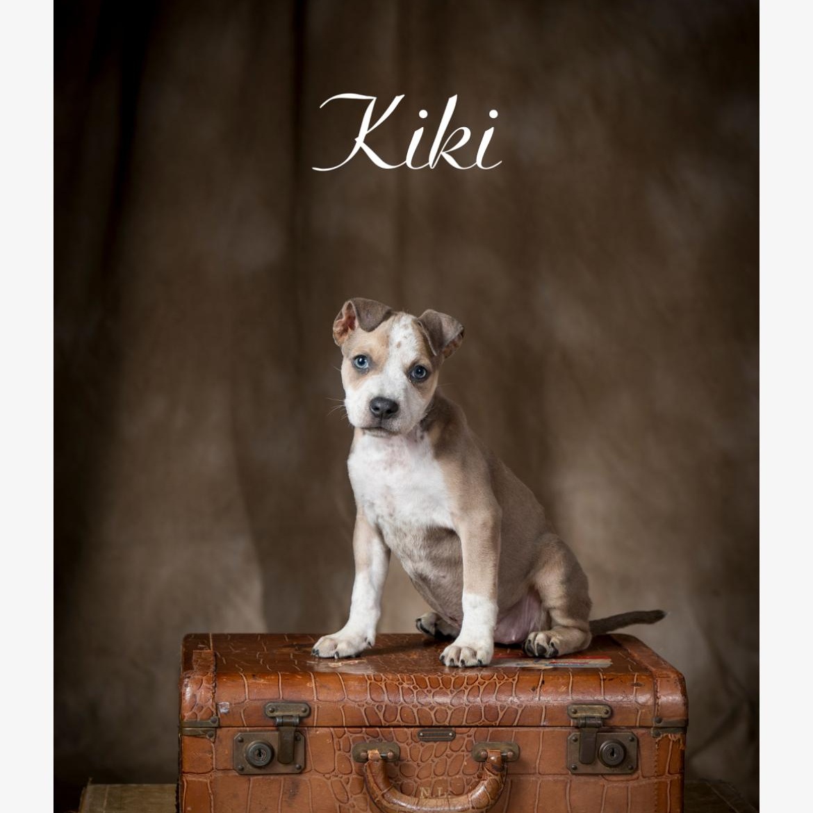 Kiki, adopted, Puppy Female American Staffordshire Terrier & Mixed Breed.