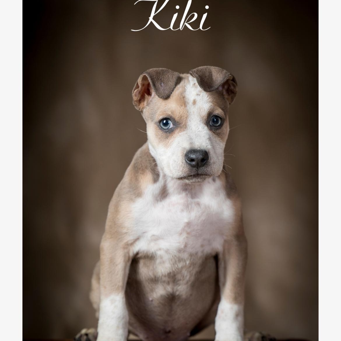 Enlarge Kiki, an adopted mixed breed in Kannapolis, NC image 2/6