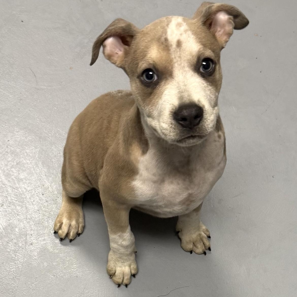 Enlarge Kiki, an adopted mixed breed in Kannapolis, NC image 3/6