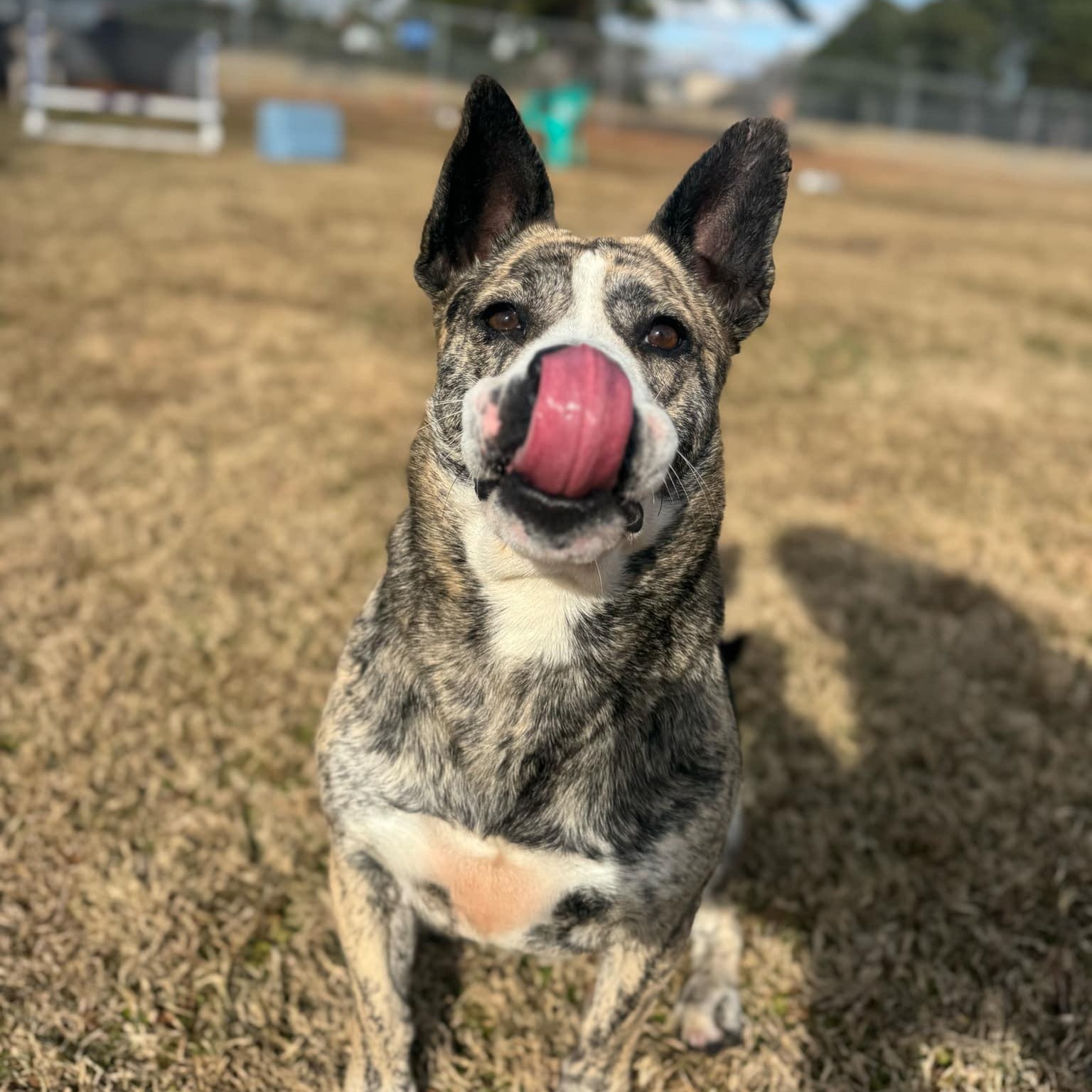 Ava, a Adoptable Mixed Breed in Myrtle Beach, SC image 3/6