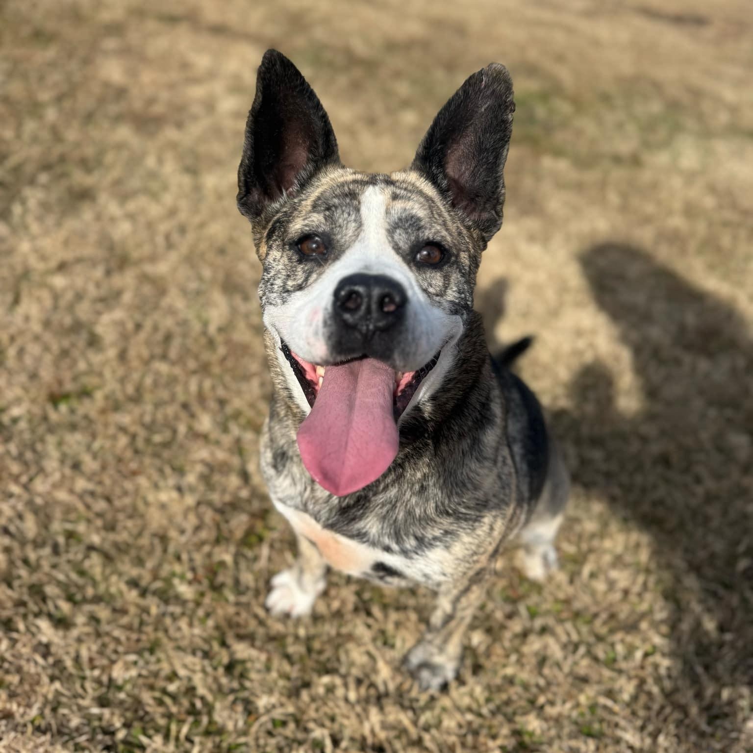 Ava, a Adoptable Mixed Breed in Myrtle Beach, SC image 2/6