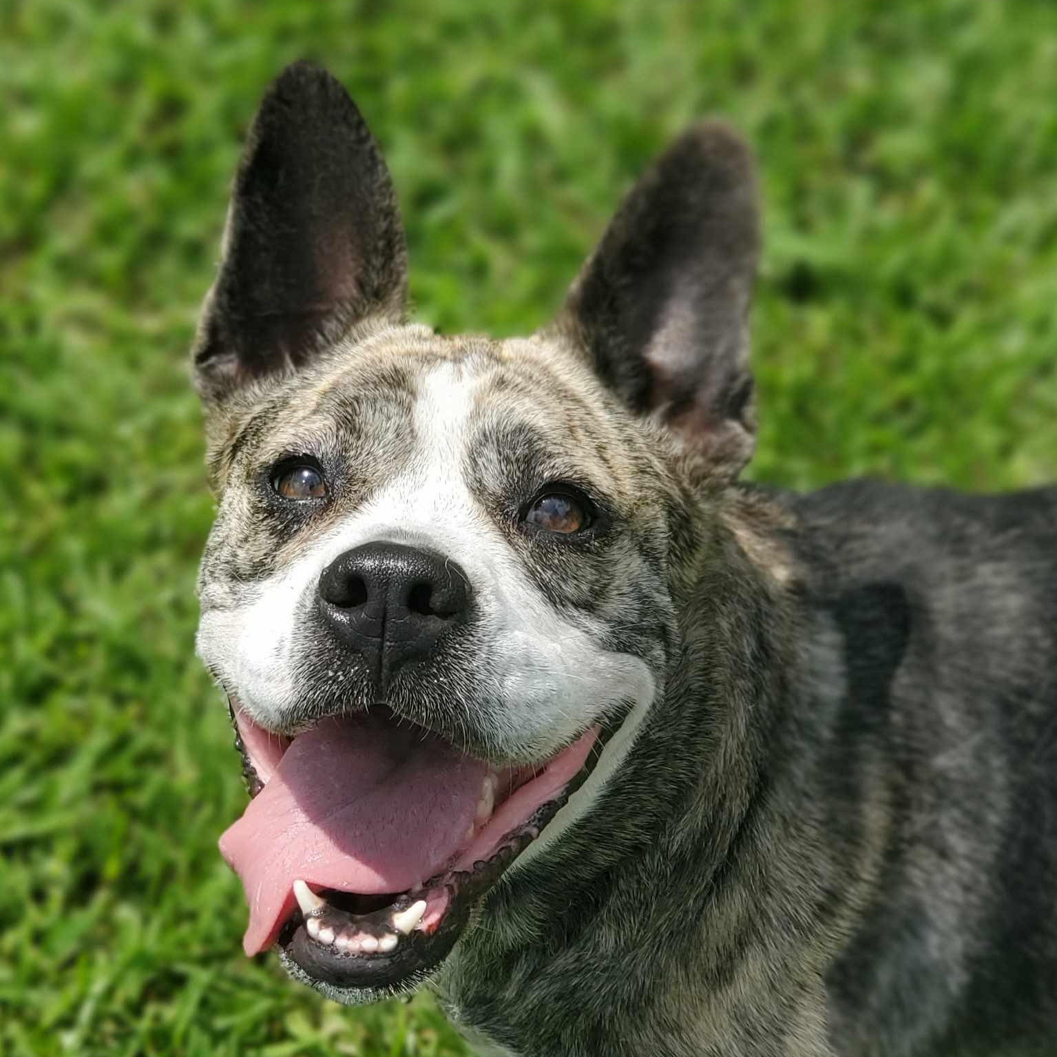 Ava, a Adoptable Mixed Breed in Myrtle Beach, SC image 5/6