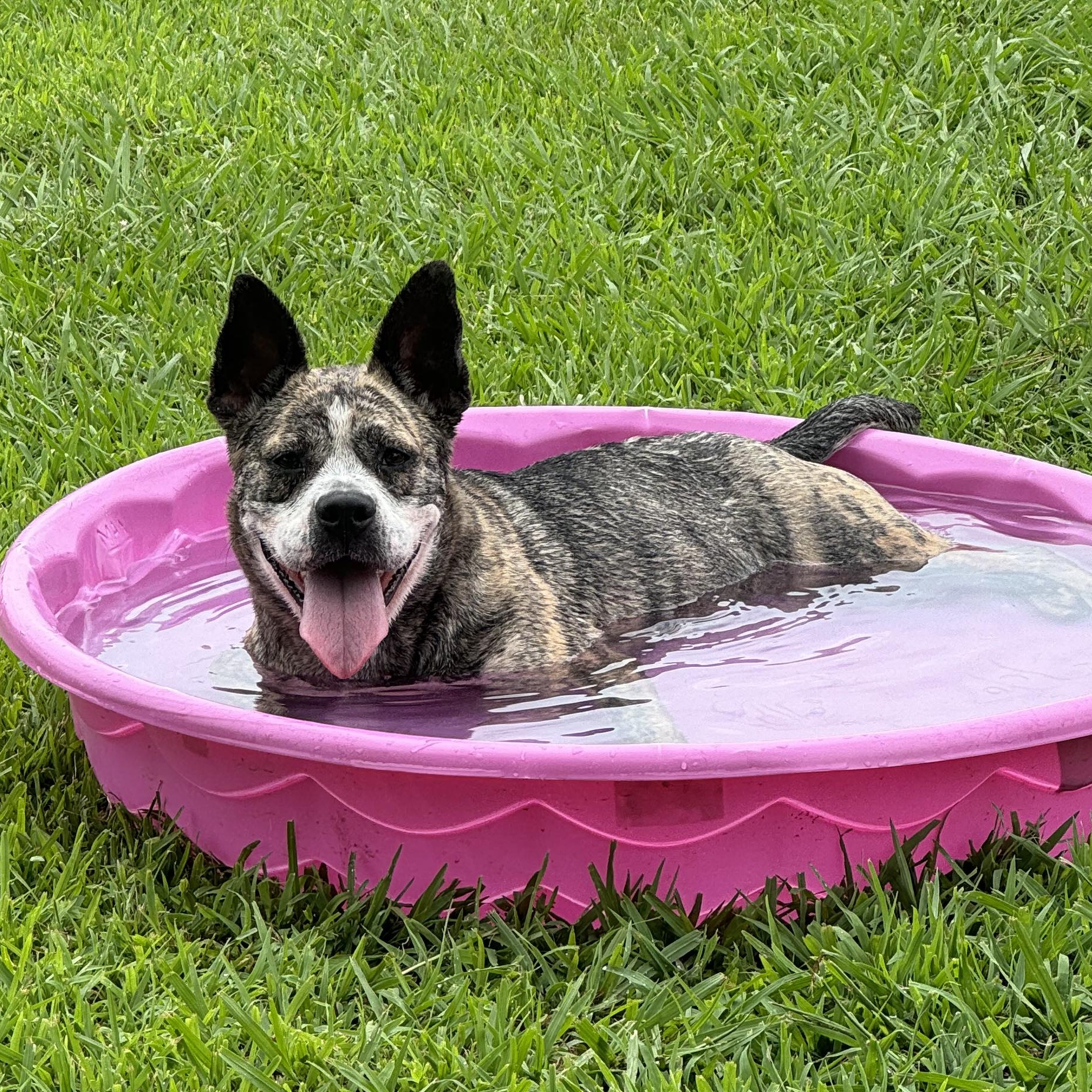 Ava, a Adoptable Mixed Breed in Myrtle Beach, SC image 1/6