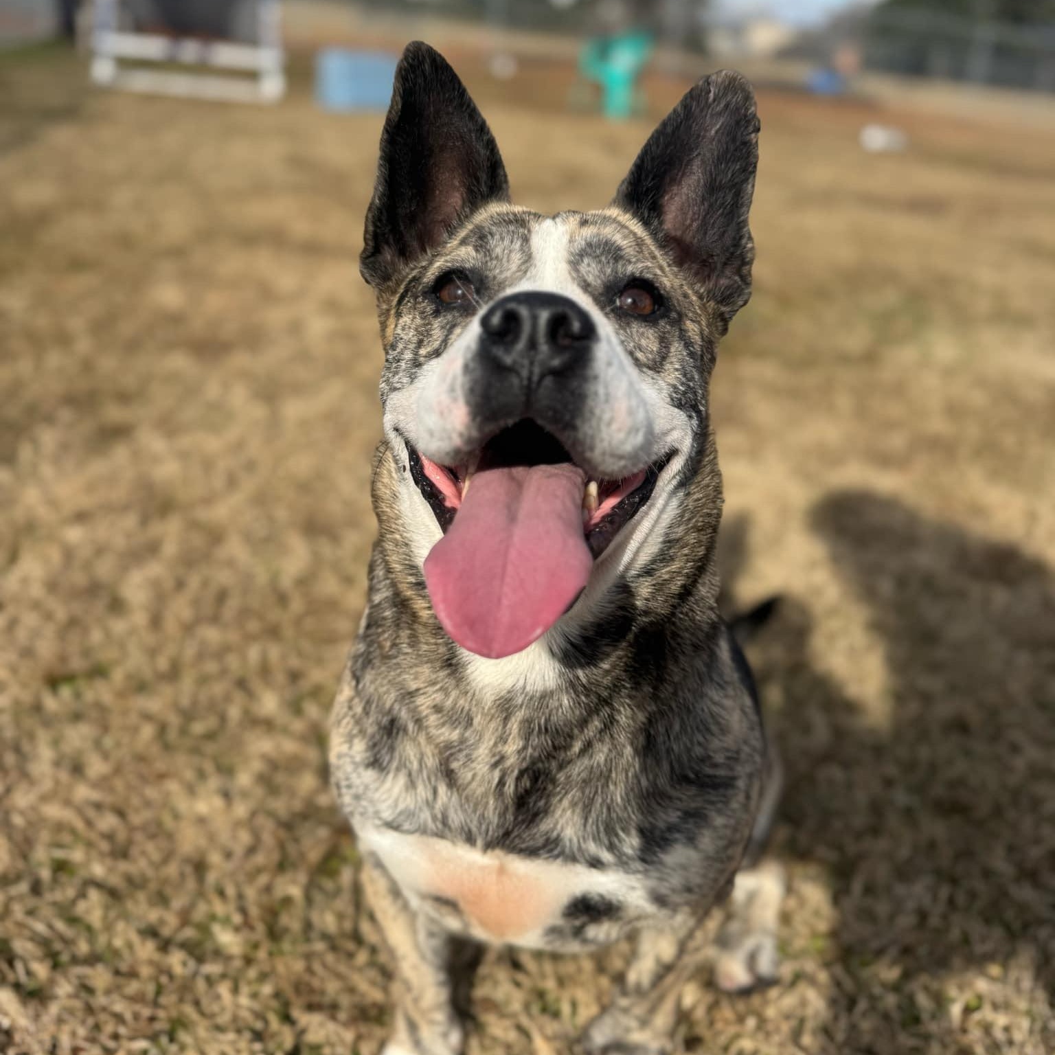 Ava, a Adoptable Mixed Breed in Myrtle Beach, SC image 4/6