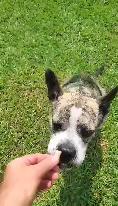 Enlarge Ava, a Adoptable Mixed Breed in Myrtle Beach, SC video 6/6