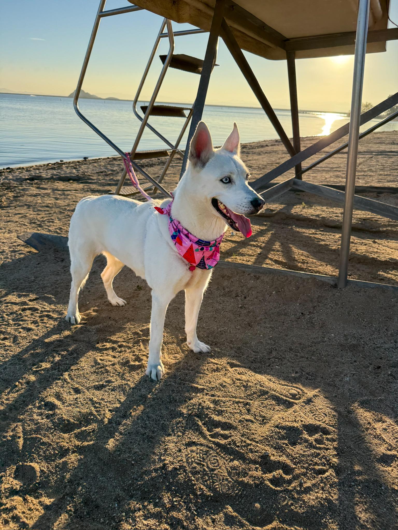 Enlarge Snow, a Adoptable Husky in Minneapolis , MN image 1/5