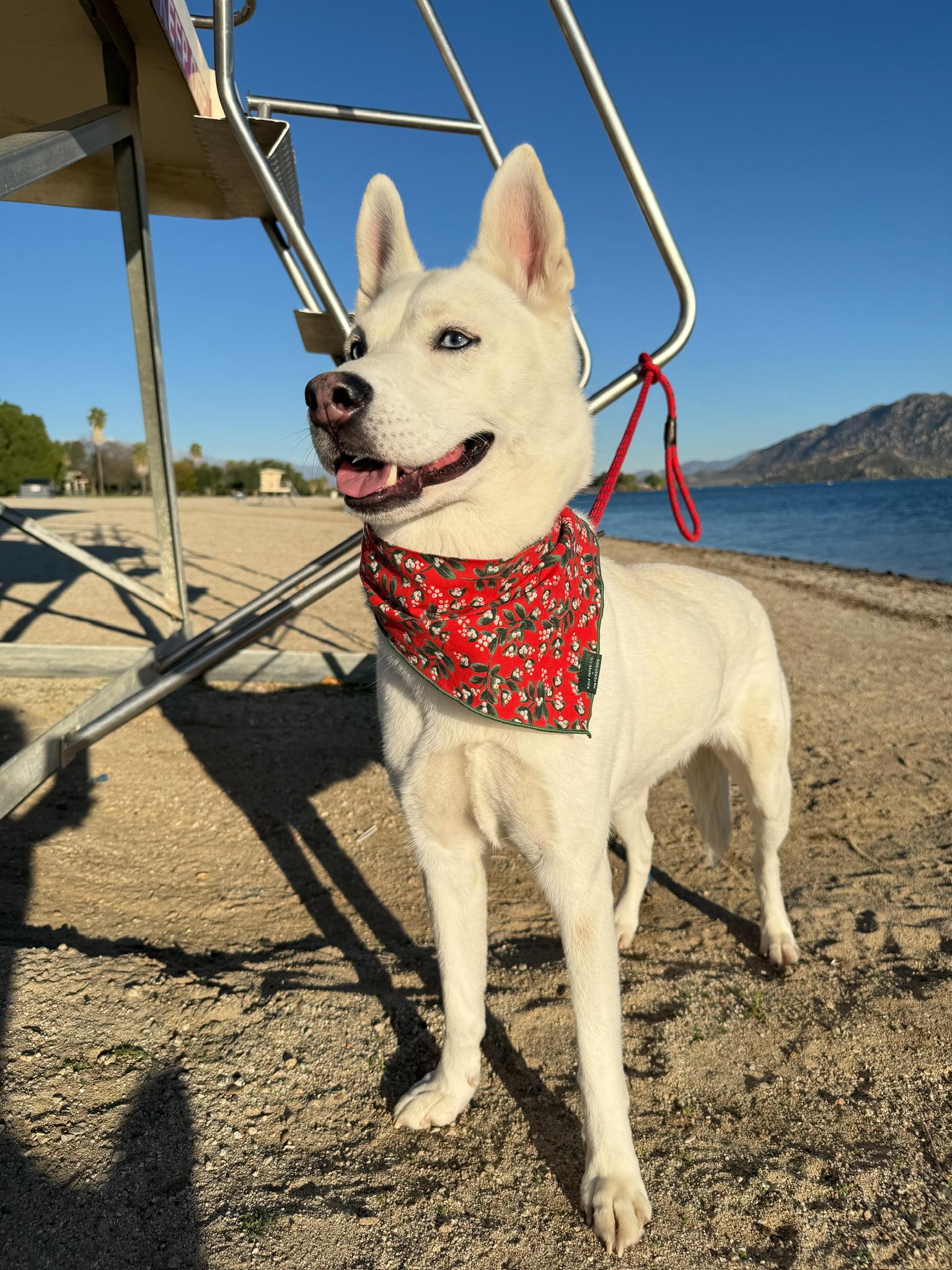 Enlarge Snow, a Adoptable Husky in Minneapolis , MN image 2/5