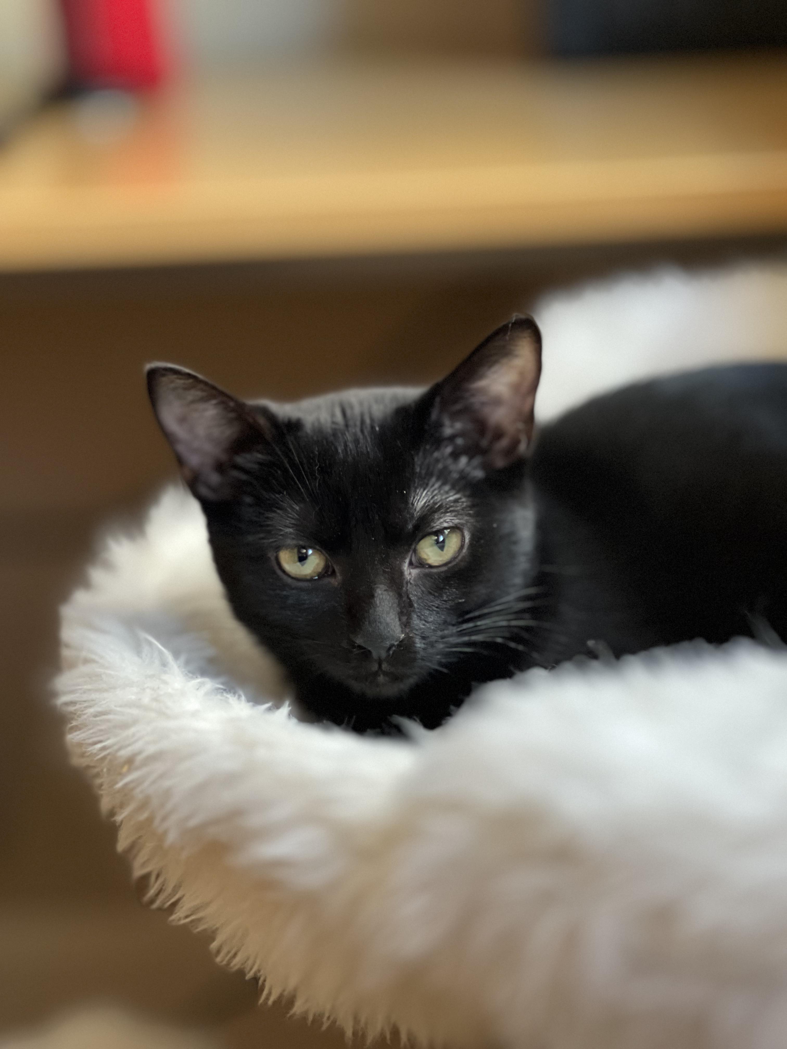 Enlarge Toast, a ADOPTABLE Domestic Short Hair in Columbus, OH image 3/6
