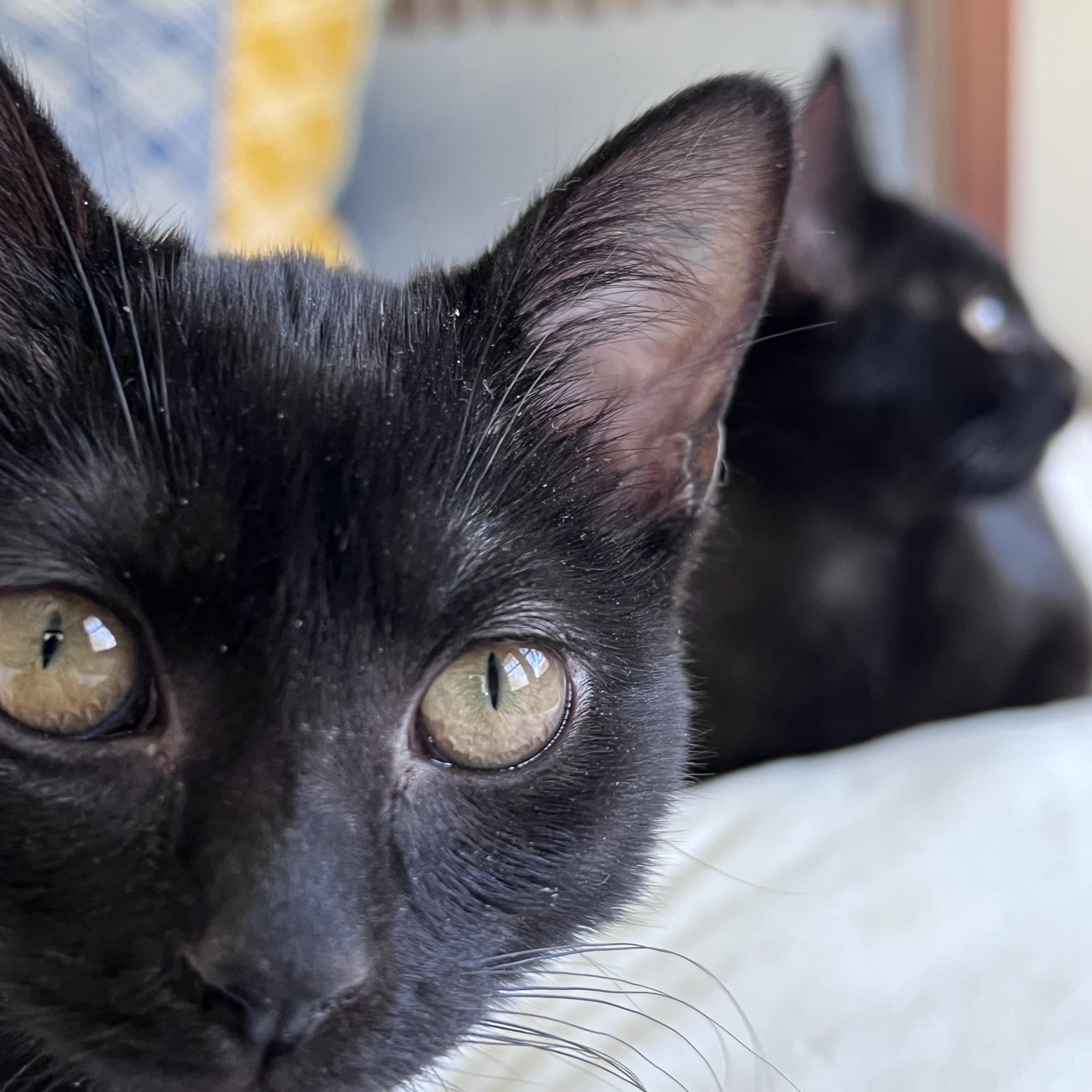 Enlarge Toast, a ADOPTABLE Domestic Short Hair in Columbus, OH image 5/6