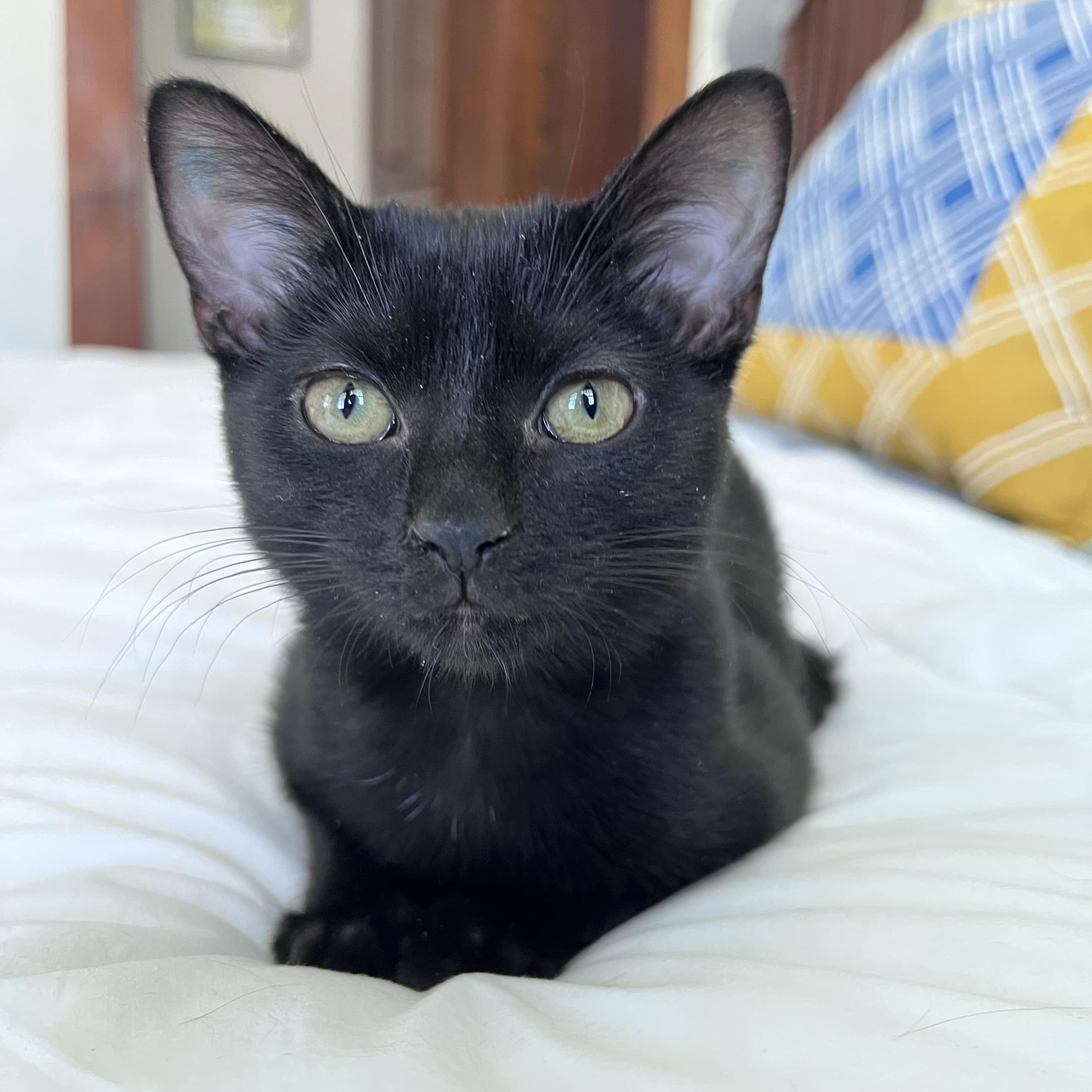 Toast, ADOPTABLE, Kitten Female Domestic Short Hair.