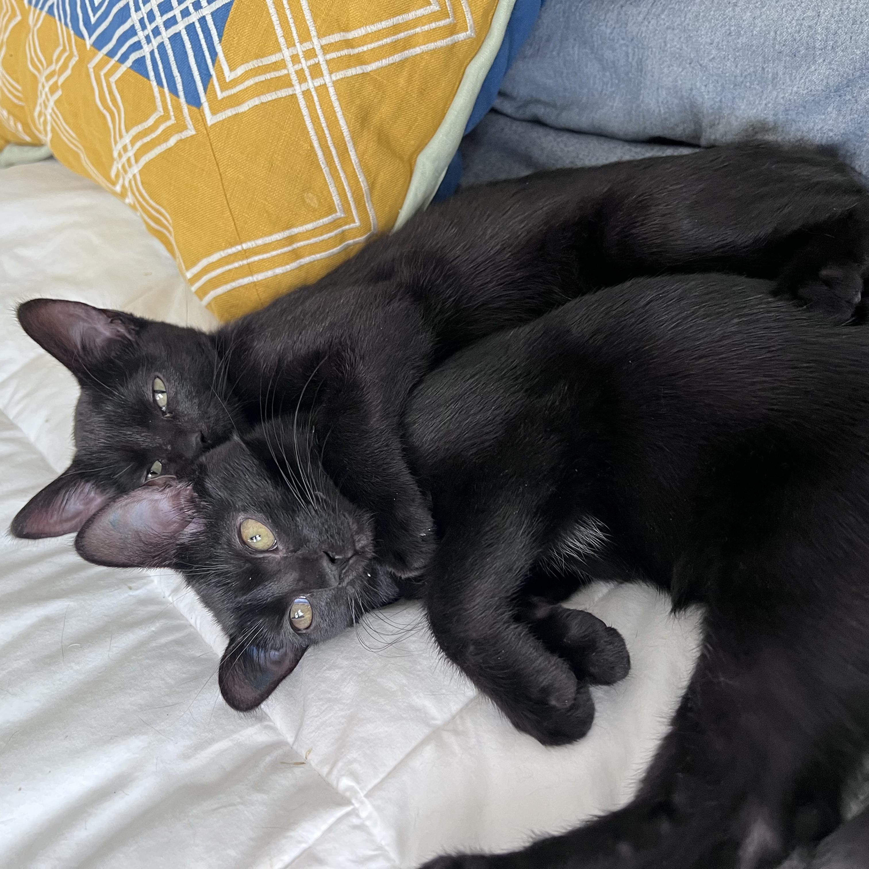 Enlarge Toast, a ADOPTABLE Domestic Short Hair in Columbus, OH image 2/6