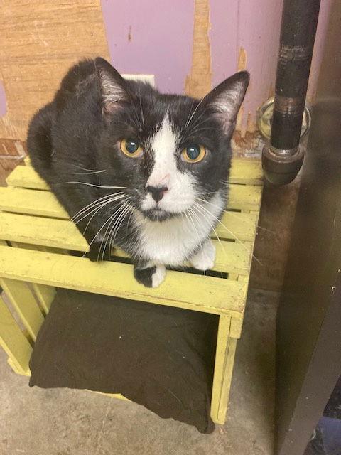 Enlarge Baxter, a Adoptable Tuxedo in Jackson, MS image 1/2