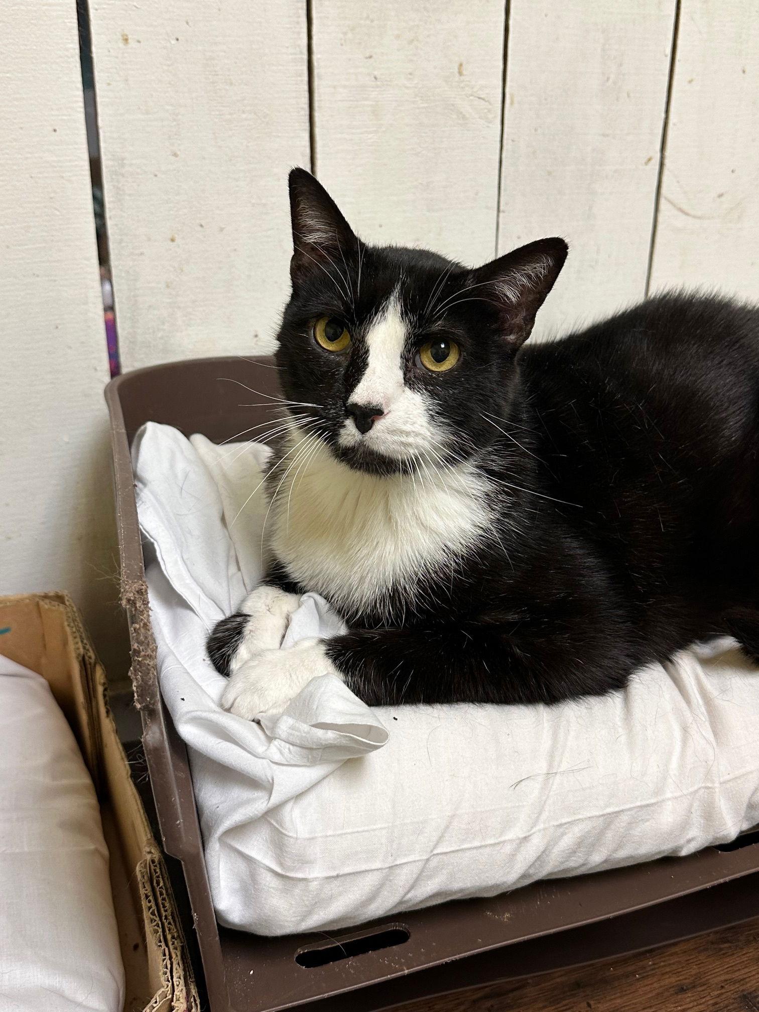 Enlarge Baxter, a Adoptable Tuxedo in Jackson, MS image 2/2