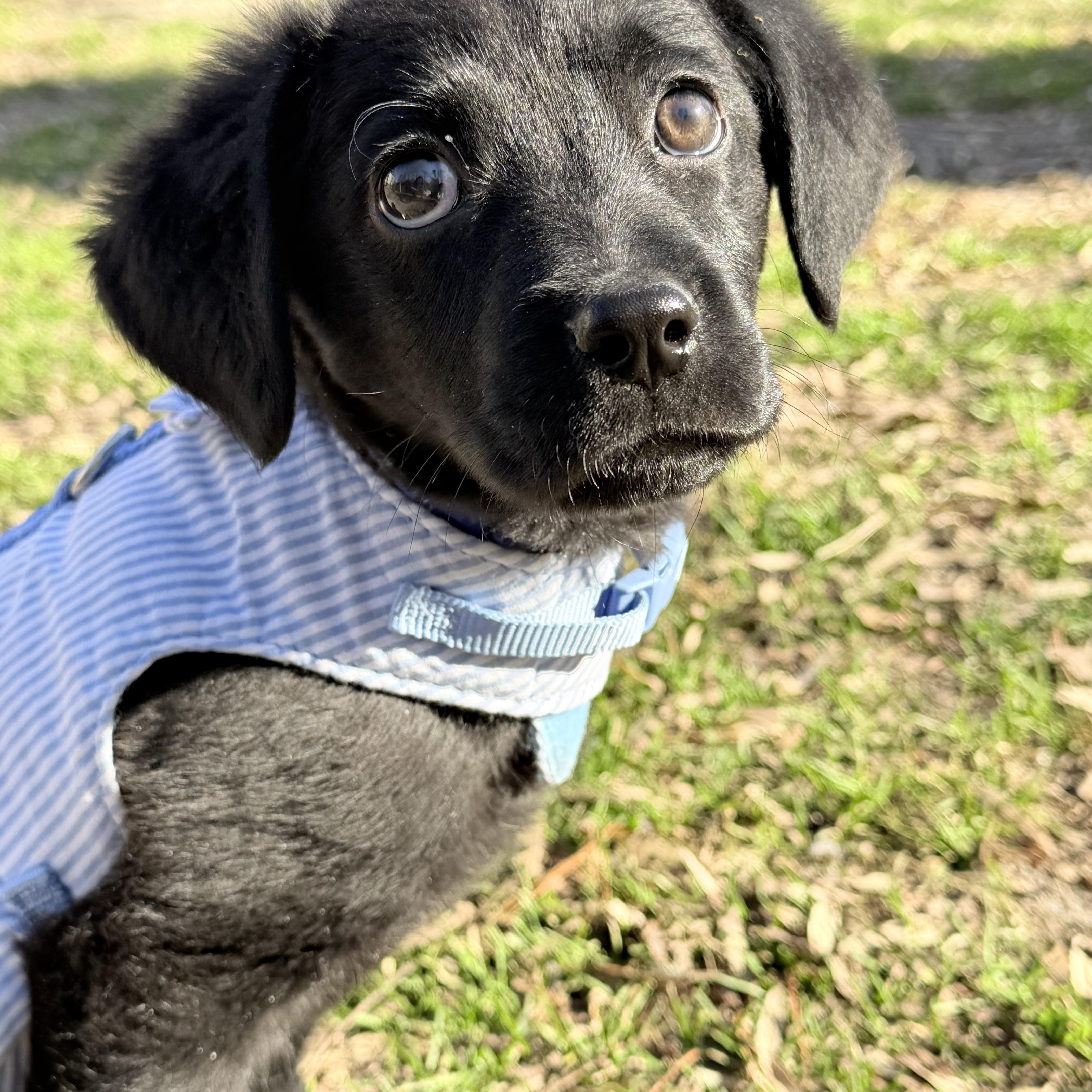 Noelle , ADOPTABLE, Puppy Female Retriever.