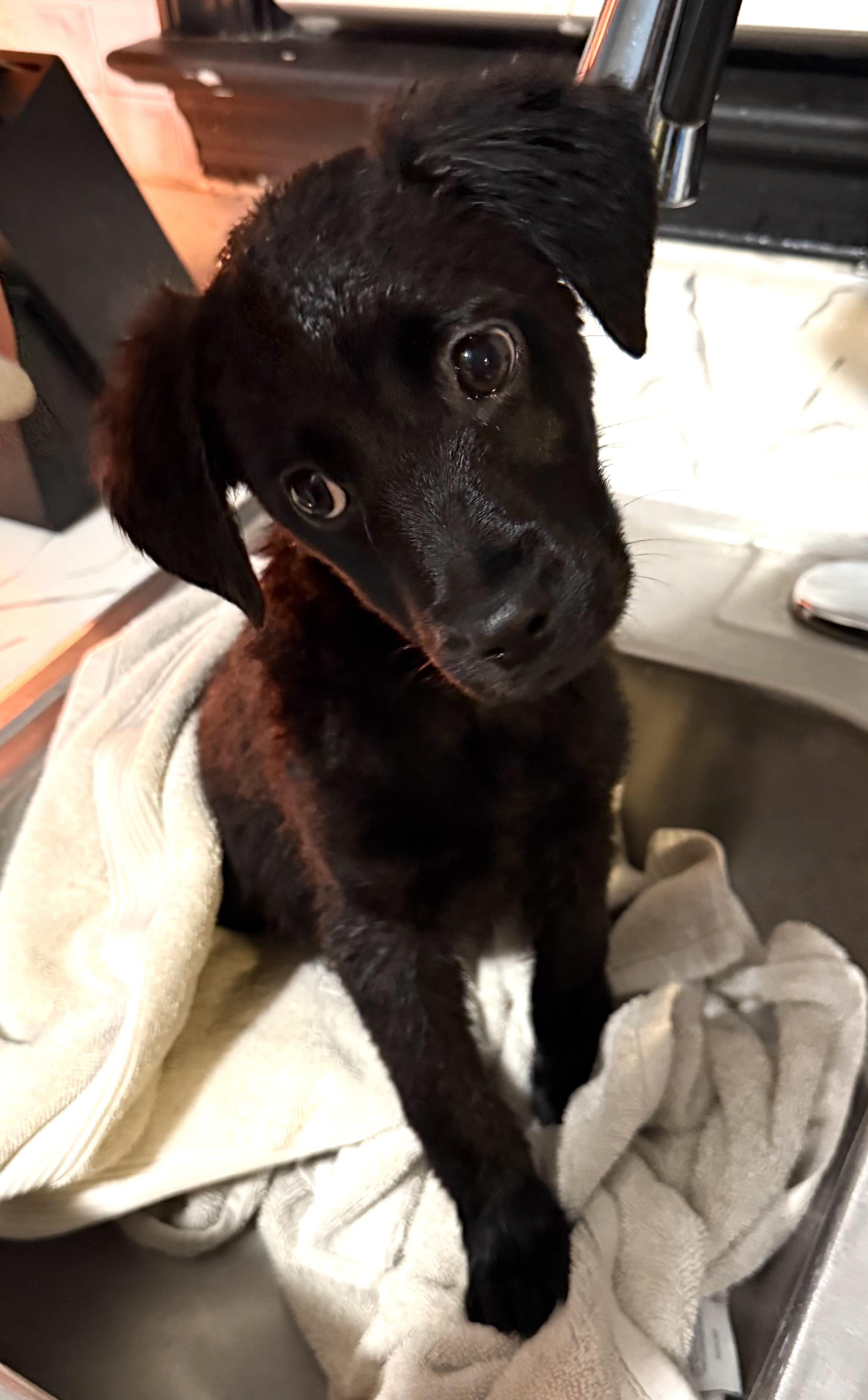Noelle , ADOPTABLE, Puppy Female Retriever.