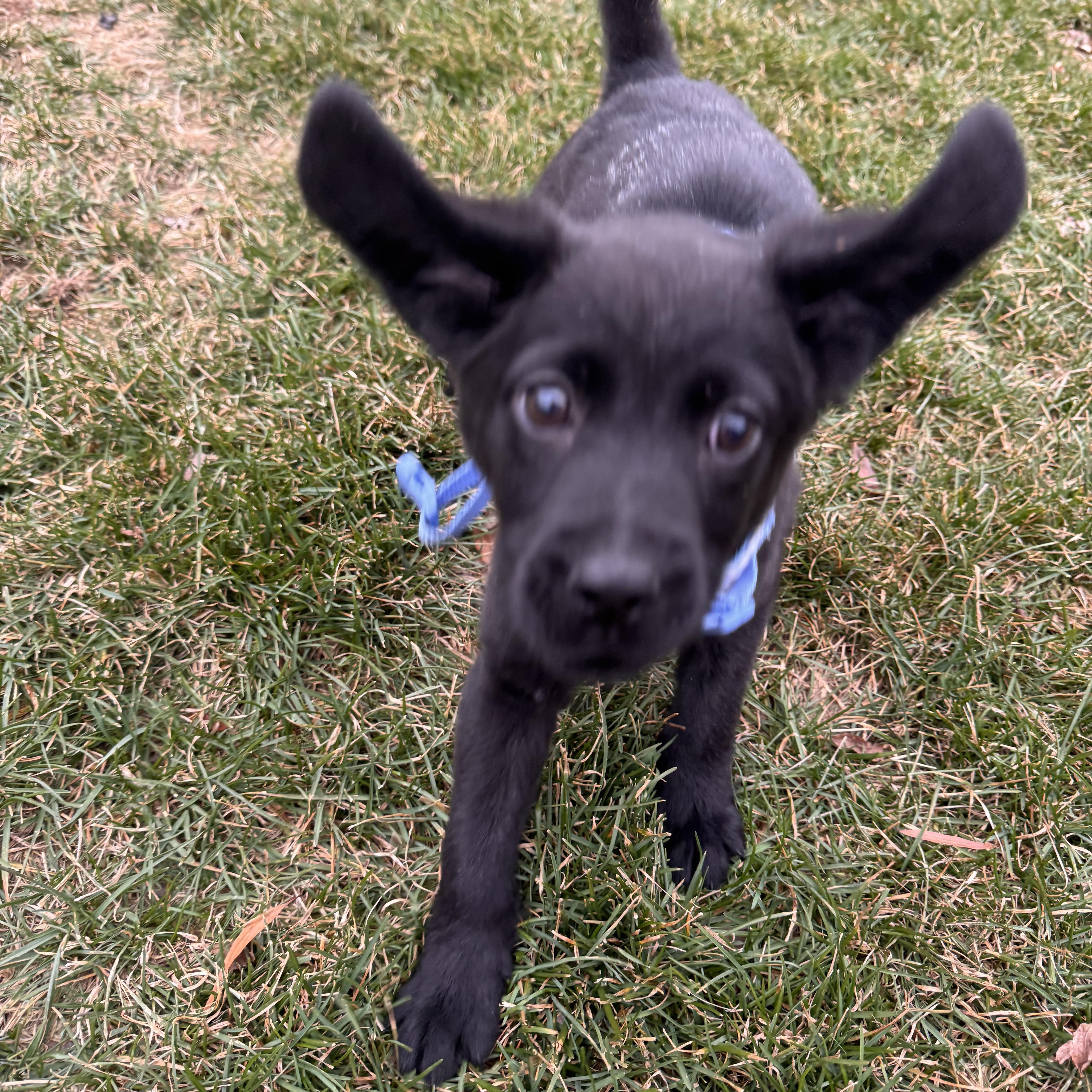 Noelle , a ADOPTABLE mixed breed in ruther glen, VA image 3/6