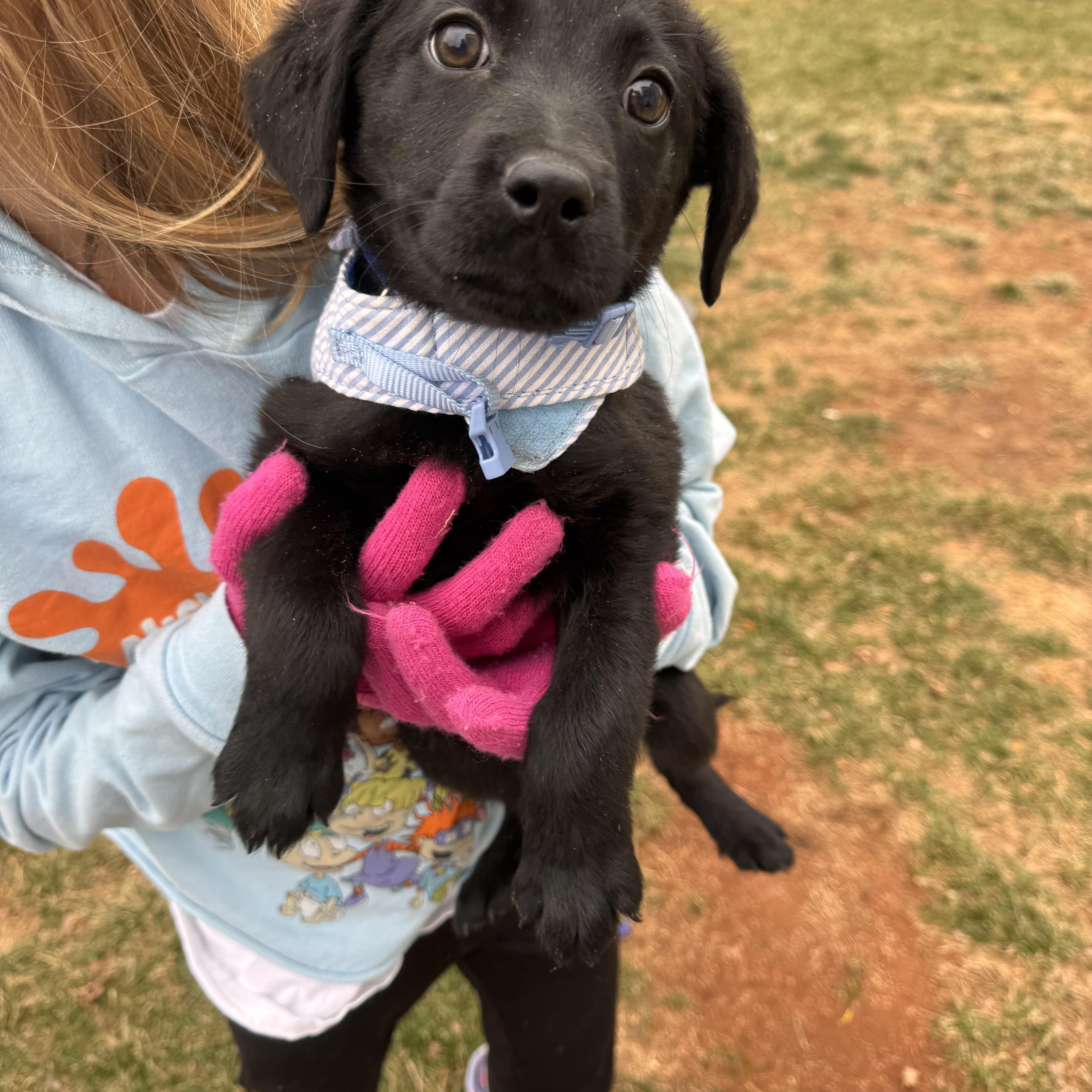 Noelle , a ADOPTABLE mixed breed in ruther glen, VA image 2/6