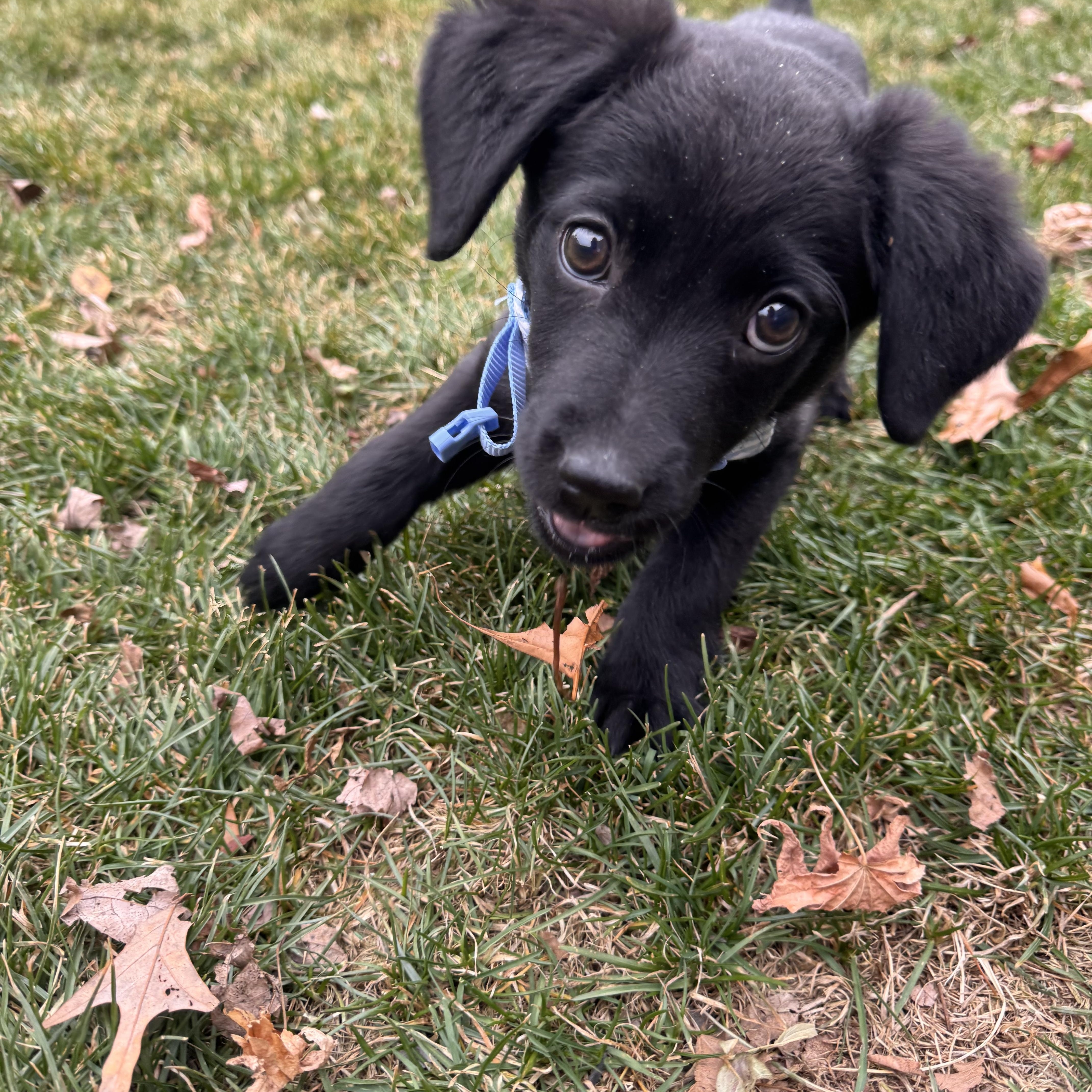 Noelle , a ADOPTABLE mixed breed in ruther glen, VA image 5/6