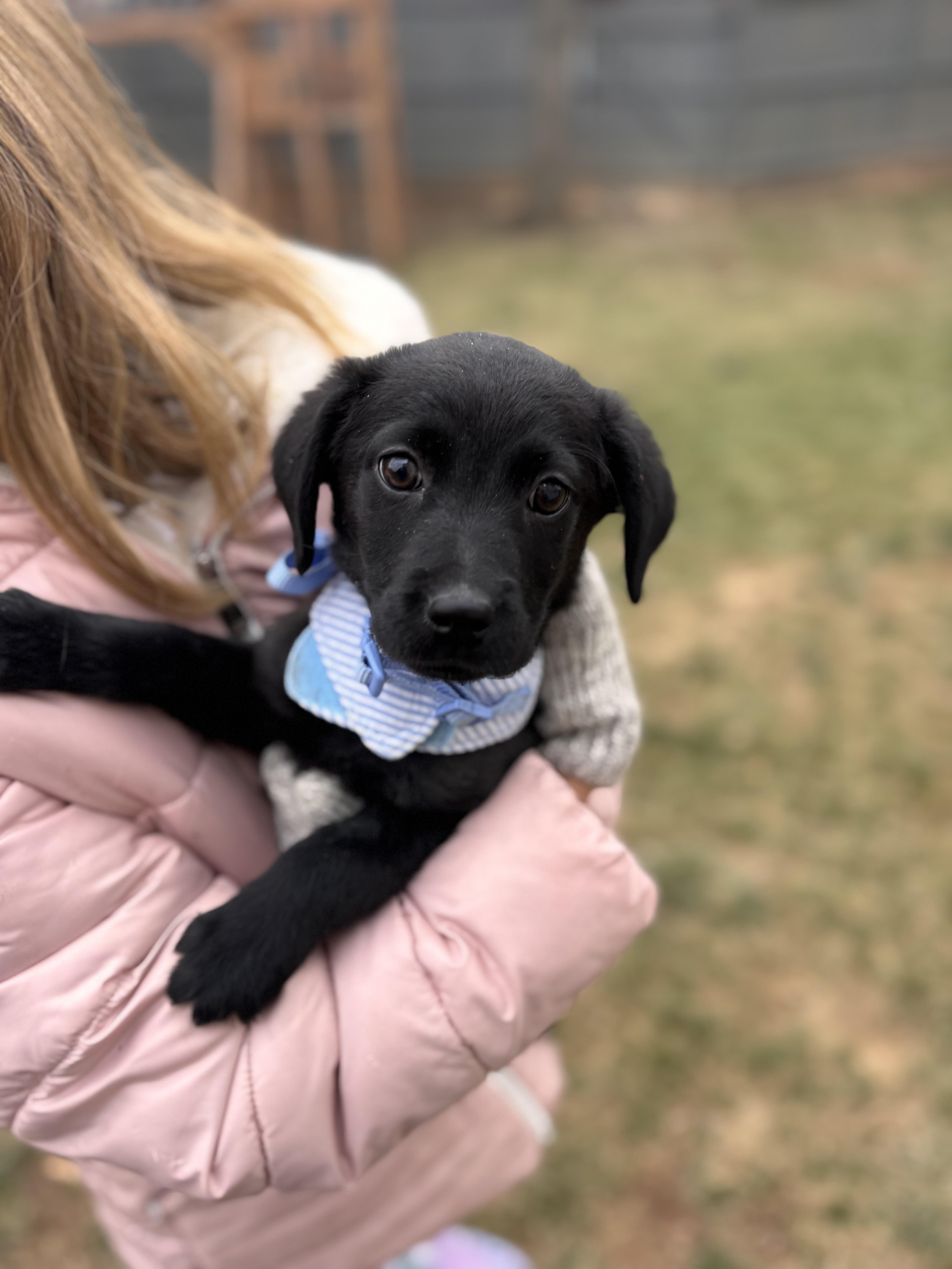 Noelle , a ADOPTABLE mixed breed in ruther glen, VA image 4/6