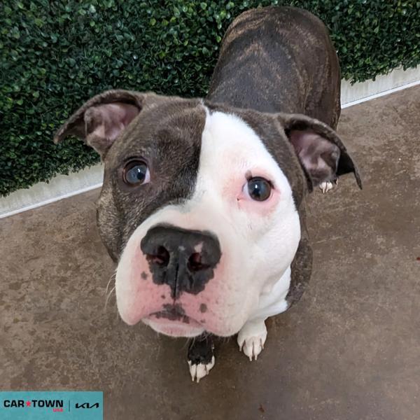 Enlarge Onyx, a Adoptable mixed breed in Lexington, KY image 1/1