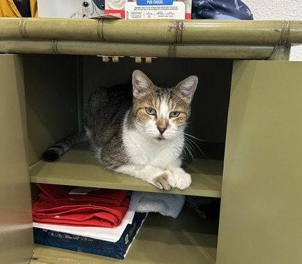 Enlarge Jasper, a Adoptable Domestic Short Hair in Dripping Springs, TX image 1/2