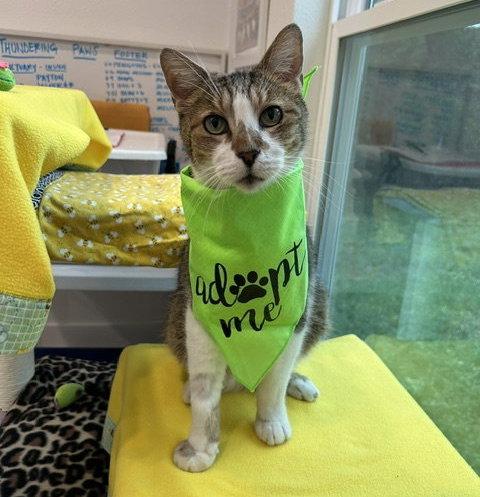Enlarge Jasper, a Adoptable Domestic Short Hair in Dripping Springs, TX image 2/2