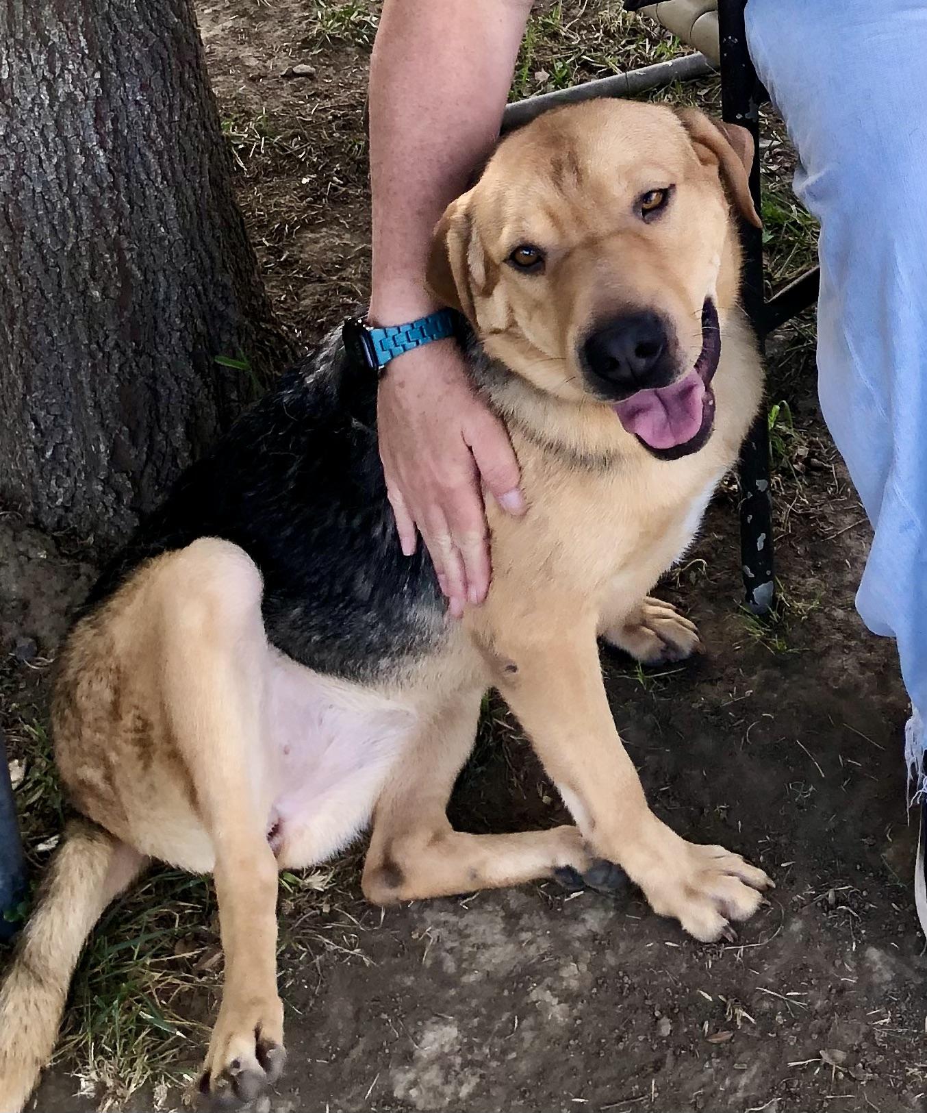 Enlarge PINK, a Adoptable mixed breed in Thousand Oaks, CA image 4/6