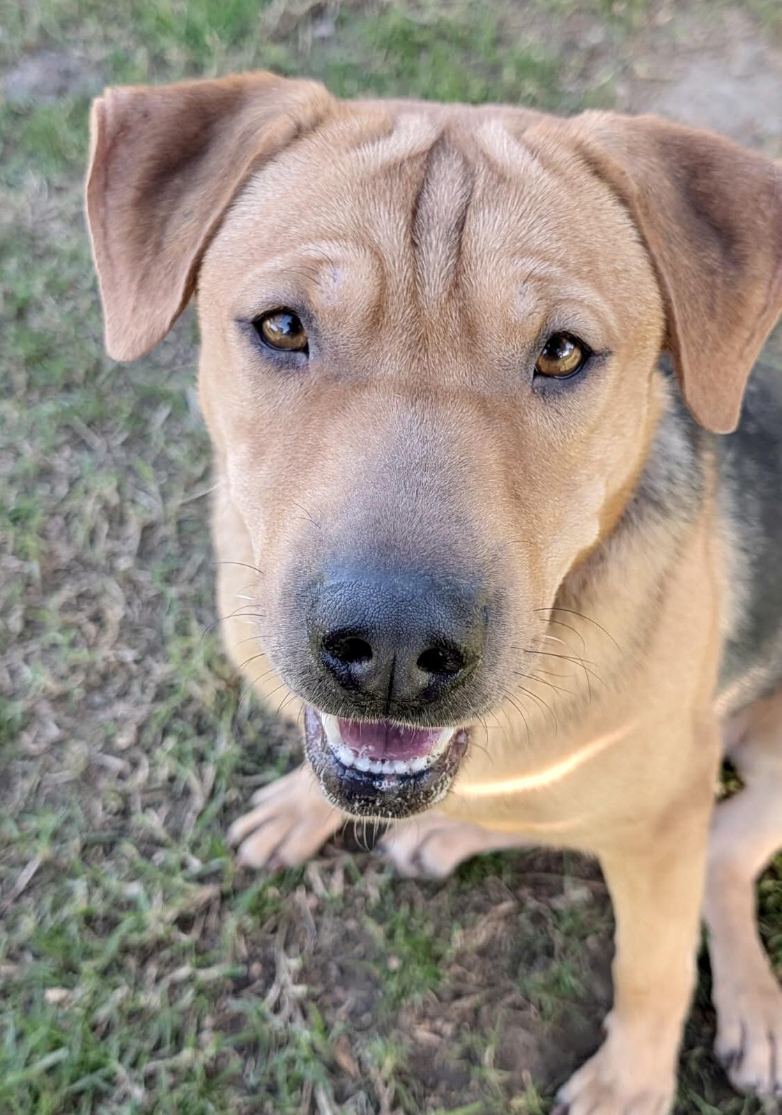 PINK, Adoptable, Young Female Shepherd.
