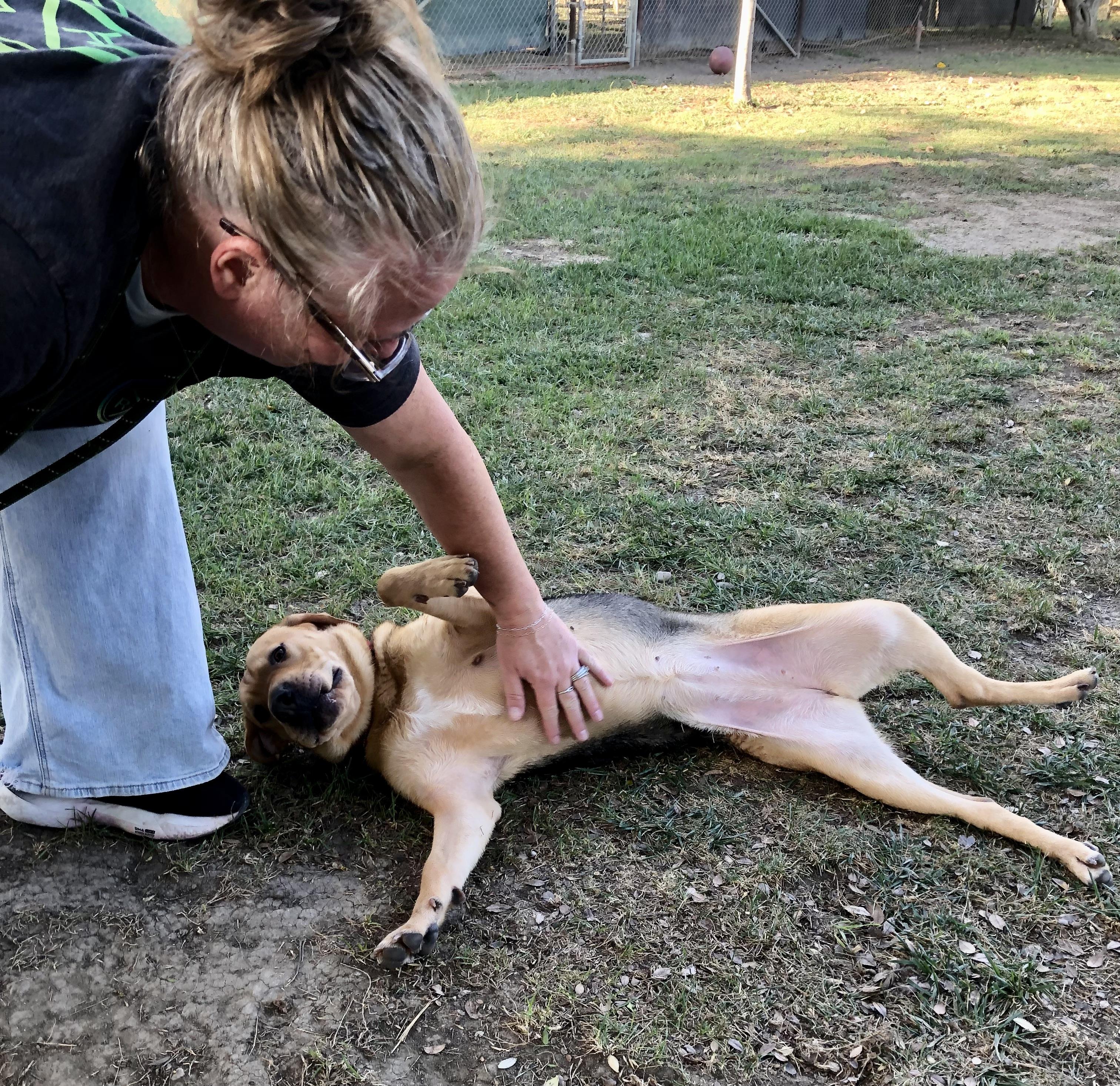 Enlarge PINK, a Adoptable mixed breed in Thousand Oaks, CA image 5/6