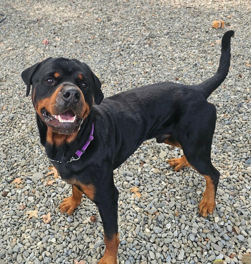 Enlarge Avocado, a Adoptable Rottweiler in Old Bridge, NJ image 1/1