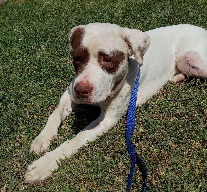 Tahiti, ADOPTABLE, Adult Male Pit Bull Terrier.