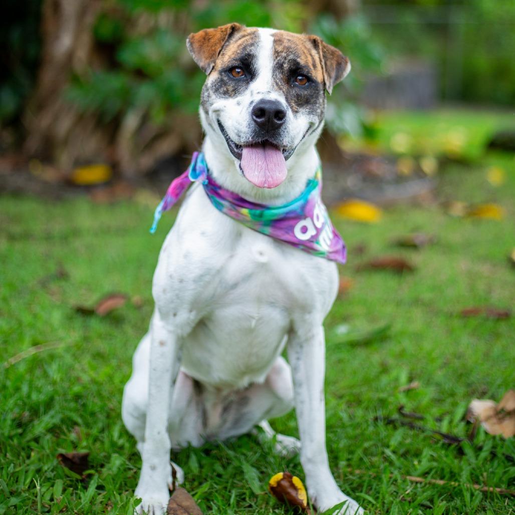 Pop-Tart, Adoptable, Adult Female Mixed Breed.