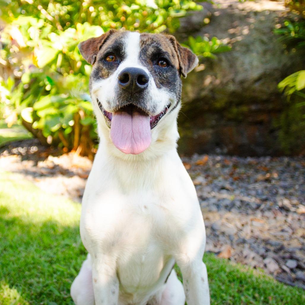 Enlarge Pop-Tart, a Adoptable Mixed Breed in Kailua Kona, HI image 2/6