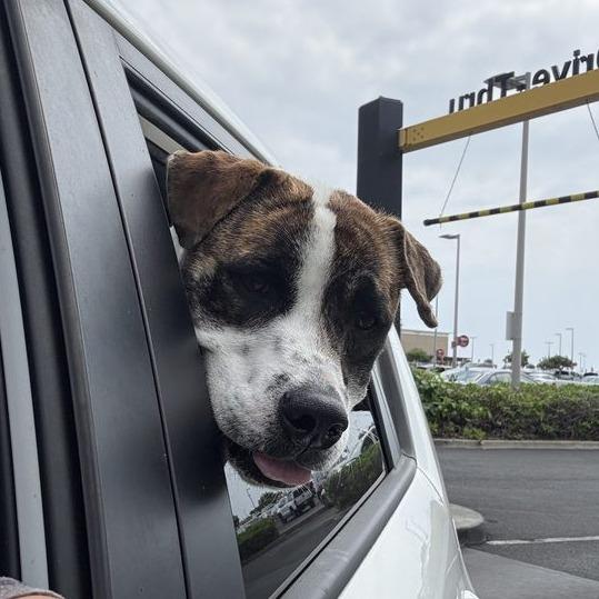 Enlarge Pop-Tart, a Adoptable Mixed Breed in Kailua Kona, HI image 3/6